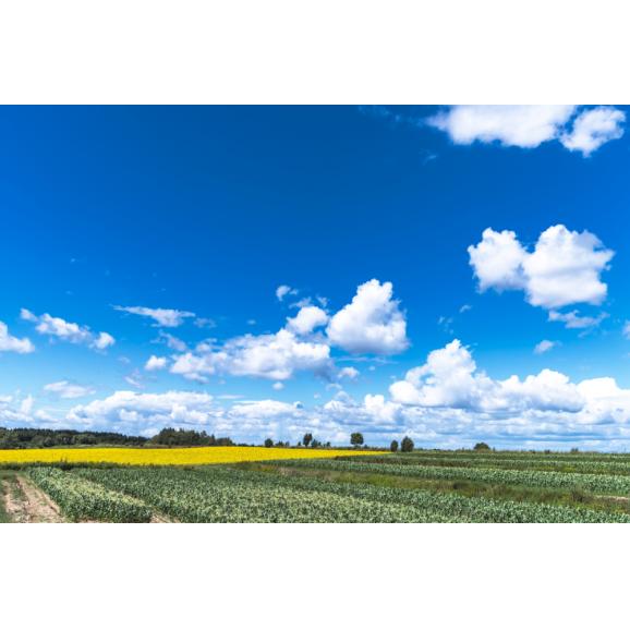 【2026年8月より発送】北海道十勝芽室町 なまら十勝野の季節のおまかせ野菜セット(夏) me001-009c02