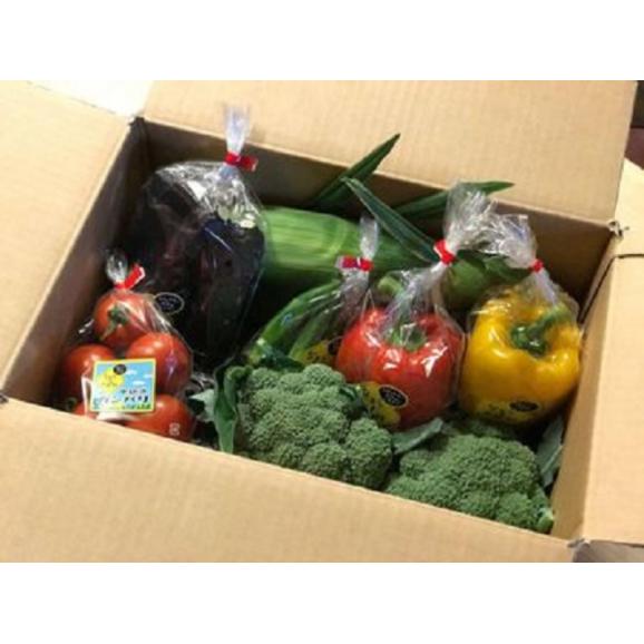 【2026年8月より発送】北海道十勝芽室町 なまら十勝野の季節のおまかせ野菜セット(夏) me001-009c04