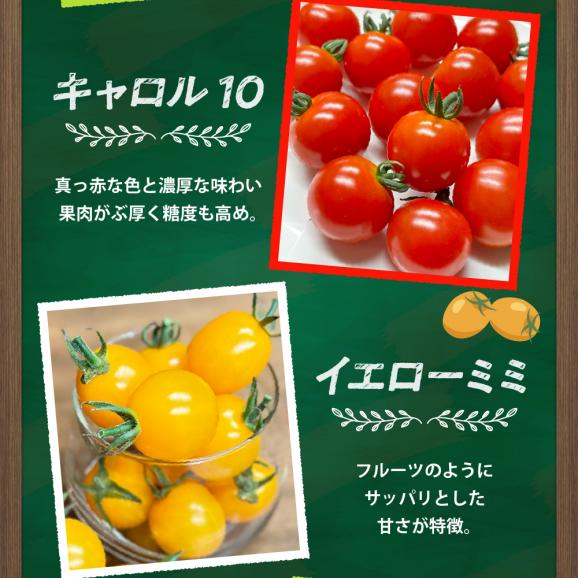 【ふるさと納税】北海道十勝芽室町 なまら十勝野の旬の完熟トマトを3～4品種詰め合わせた食べ比べセット me001-013c05