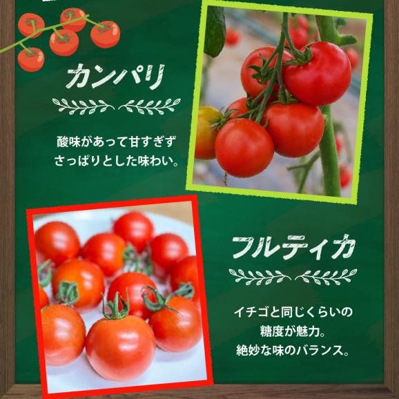 【ふるさと納税】北海道十勝芽室町 なまら十勝野の旬の完熟トマトを3～4品種詰め合わせた食べ比べセット me001-013c06