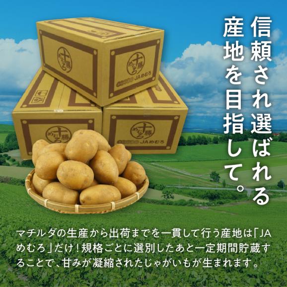 【先行受付】【2026年4月出荷分】十勝めむろ産 越冬 マチルダ Ｌサイズ10kg me010-013c-2503