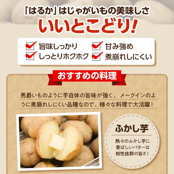 【先行受付】【2026年4月より順次発送】北海道十勝芽室町　なまら十勝野　越冬じゃがいも　はるか　5kg　me001-028c04