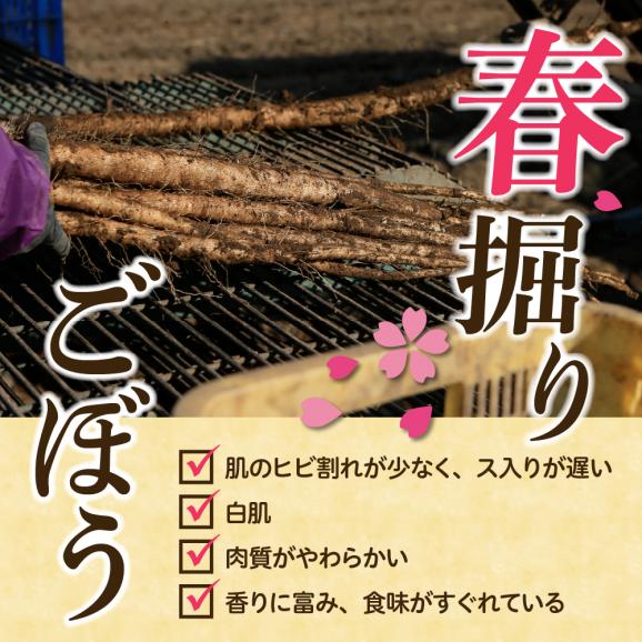 【先行受付】【2026年5月中旬より順次発送】北海道十勝芽室町 なまら十勝野 芽室町産 春掘りごぼう【柳川理想】M2kg me001-031c02