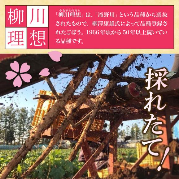【先行受付】【2026年5月中旬より順次発送】北海道十勝芽室町 なまら十勝野 芽室町産 春掘りごぼう【柳川理想】M2kg me001-031c03