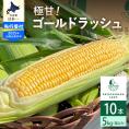 【2025年分先行予約】北海道十勝芽室町 極甘とうもろこし ゴールドラッシュ 10本  me028-001c-25