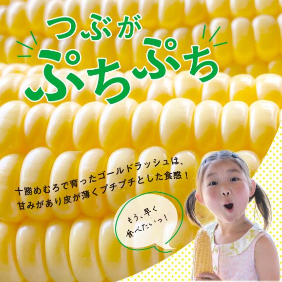 【2025年分先行予約】北海道十勝芽室町 極甘とうもろこし ゴールドラッシュ 10本  me028-001c-2503