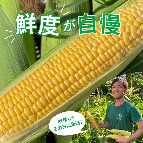 【2025年分先行予約】北海道十勝芽室町 極甘とうもろこし ゴールドラッシュ 10本  me028-001c-2504