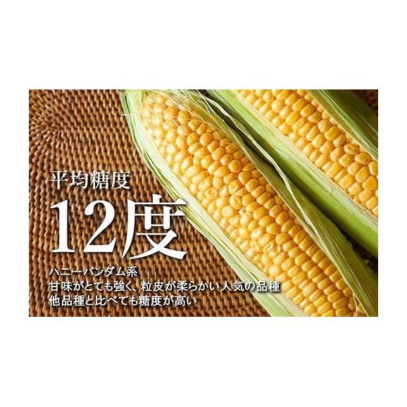 【2025年分先行予約】北海道十勝芽室町 北海道十勝 芽室町産 朝獲れ とうもろこし 味来 20本 me035-005c-2502