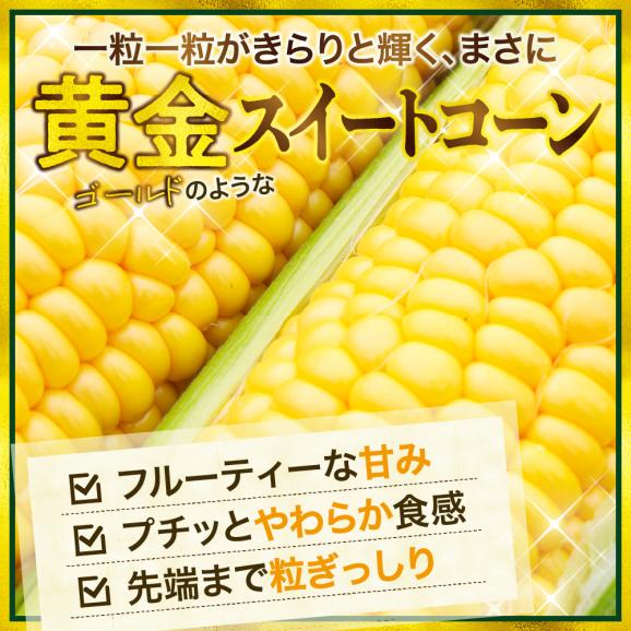 【2025年分先行予約】北海道十勝芽室町　スイートコーン ゴールドラッシュ 13本 me062-002c-2503