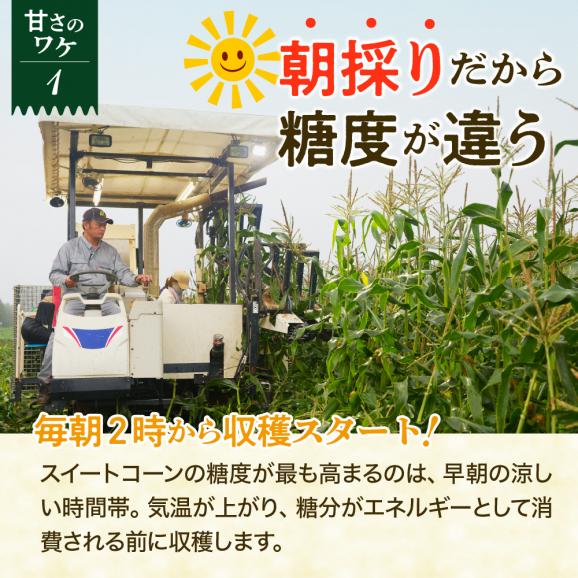 【2025年分先行予約】北海道十勝芽室町　スイートコーン ゴールドラッシュ 13本 me062-002c-2504