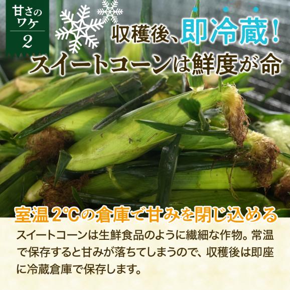【2025年分先行予約】北海道十勝芽室町　スイートコーン ゴールドラッシュ 13本 me062-002c-2505