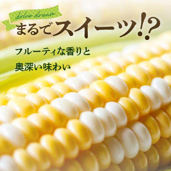 【2025年分先行予約】北海道十勝芽室町　スイートコーン ドルチェドリーム 13本  me062-001c-2502
