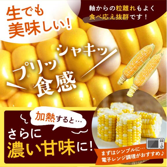 【2025年分先行予約】北海道十勝芽室町 なまら十勝野　ドルチェドリーム(10本) 　me001-043c-2504