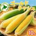 【先行受付】【2026年7月下旬～8月上旬頃配送】北海道十勝 芽室町産 朝獲れ とうもろこし ゴールドラッシュ10本　me035-026c-26