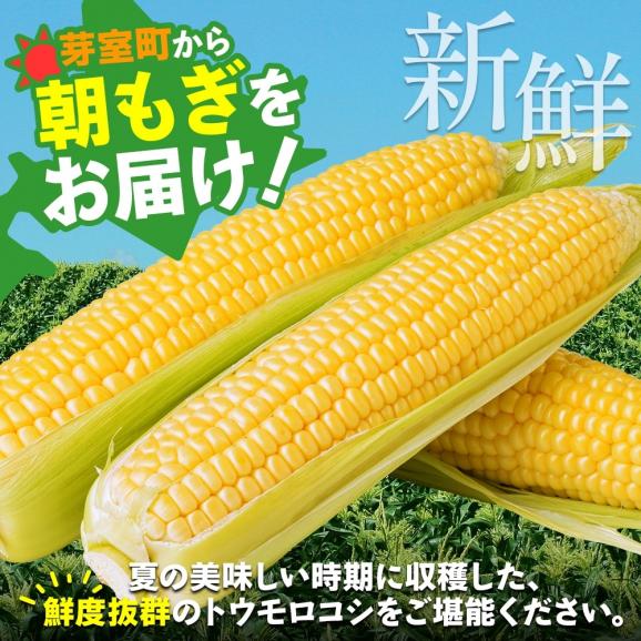 【2025年分先行予約】 北海道 芽室町とうもろこし ゴールドラッシュ 10本 【2025年8月発送】me035-026c-2503
