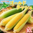 【2025年分先行予約】 北海道 芽室町とうもろこし ゴールドラッシュ 30本 【2025年8月発送】me035-028c-25