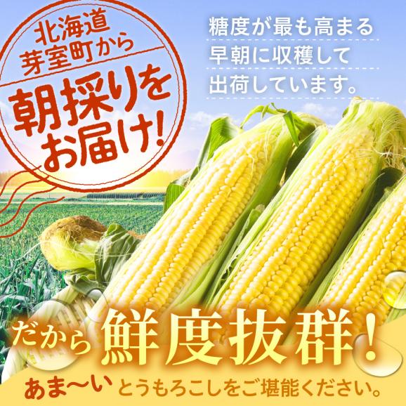 【先行受付】【2026年7月下旬～8月上旬頃配送】北海道十勝 芽室町産 朝獲れ とうもろこし ゴールドラッシュ30本　me035-028c-2603