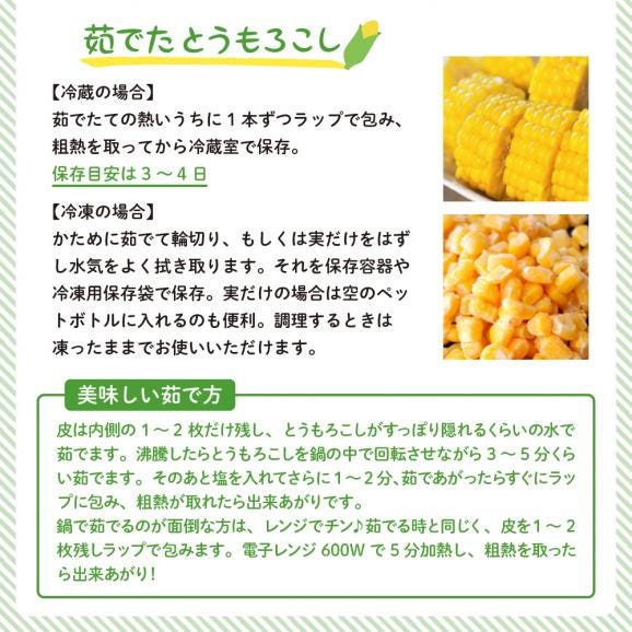 【先行予約】【2025年産】北海道十勝芽室町 とうもろこし バイカラー ドルチェドリーム 10本 me002-024c-2504