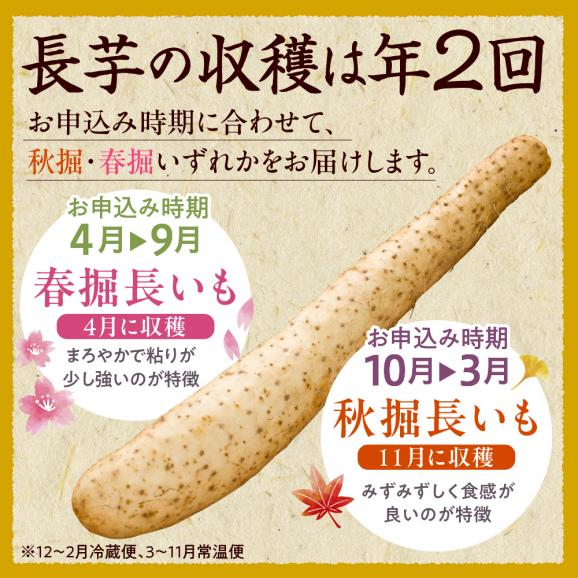 北海道十勝芽室町 ファーム・ミリオンの長芋　10kg me016-013c05