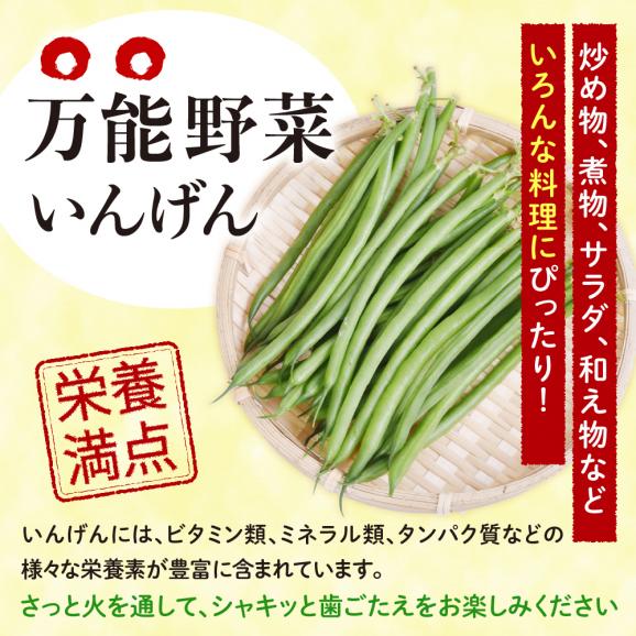 【ふるさと納税】北海道十勝芽室町 十勝めむろ 冷凍野菜 いんげん 300g×3袋 me003-120c02