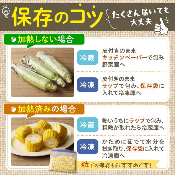 【先行受付】【2026年7月下旬～8月上旬頃配送】北海道十勝 芽室町産 朝獲れ とうもろこし ドルチェドリーム30本　me035-032c-2604