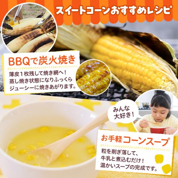 北海道十勝芽室町　十勝芽室産レトルトコーン 10本 me078-001c03