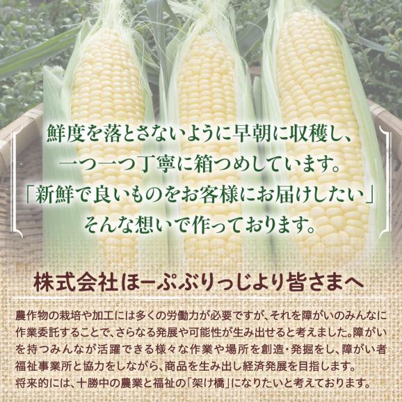 北海道十勝芽室町　十勝芽室産レトルトコーン 10本 me078-001c04