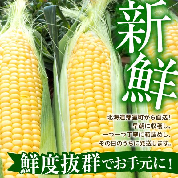 【先行受付】【2026年8月上旬～8月下旬頃配送】北海道十勝芽室町 とうもろこし ゴールドラッシュ 2Lサイズ 10本セット me078-003c-2603