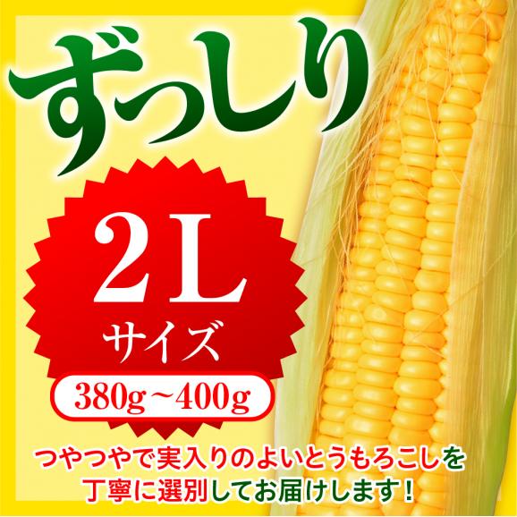 【2025年分先行予約】北海道十勝芽室町 とうもろこし ゴールドラッシュ 2Lサイズ 10本セット me078-003c-2503