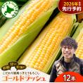 【先行受付】【2026年7月25日～8月15日頃発送予定】朝採りをお届け！ 北海道十勝芽室町　蝦夷っ子とうもろこし ゴールドラッシュ 12本 me076-009c-26