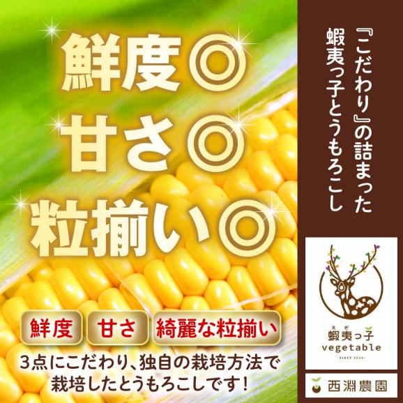 【2025年先行受付】朝採りをお届け！ 北海道十勝芽室町　蝦夷っ子とうもろこし ゴールドラッシュ 12本 me076-009c-2503