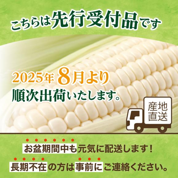 【2025年分先行予約】北海道十勝芽室町 とうもろこし ホワイトコーン 10本セット me078-004c-2502