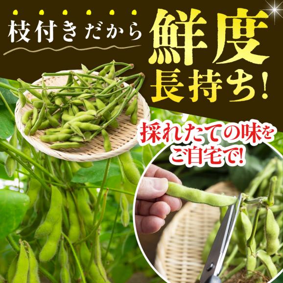 【ふるさと納税】【2026年8月より発送】産地直送！北海道十勝芽室町 枝付き枝豆 5kg me081-001c03
