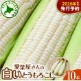 【ふるさと納税】【先行受付】【2026年7月下旬～8月中旬頃配送】北海道十勝芽室町 とうもろこし 10本 ホワイト種 me002-005c-26