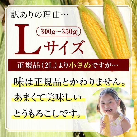 【先行受付】【2026年8月上旬～8月下旬頃配送】【訳あり】北海道十勝芽室町 とうもろこし ゴールドラッシュ Lサイズ 10本セット　me078-006c-2603