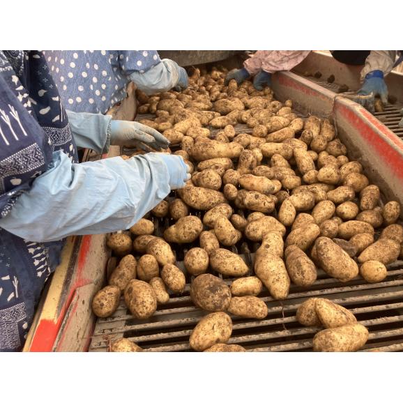 【先行受付】【2026年10月下旬より順次出荷】北海道 十勝芽室町 メークイン Mサイズ5kg  me078-008c-2602