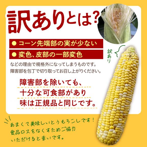 【訳あり】【先行受付】【2026年7月下旬~8月上旬頃配送】北海道十勝芽室町 スイートコーン ドルチェドリーム 13本 me062-003c-2602