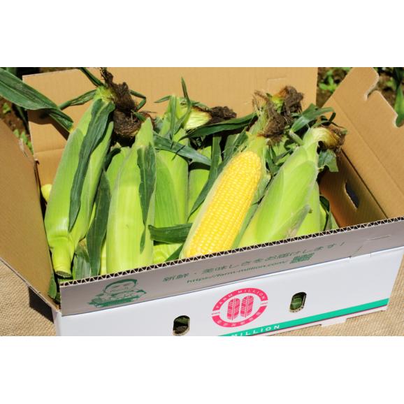 【先行受付】【2026年8月上旬〜8月中旬頃発送】北海道十勝芽室町 ファームミリオンの極甘スイートコーン 10kg me016-017c-2603