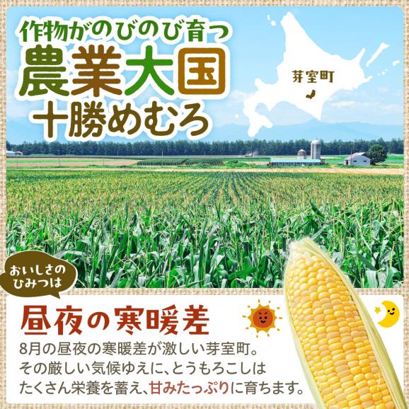 【先行受付】【2026年7月下旬～8月下旬頃配送】北海道十勝芽室町 上美生のたからばこ とうもろこしゴールドラッシュ ２Lサイズ以上12本ポストカード セット me029-001c-2603