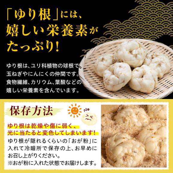 【先行予約】【2026年12月中旬より発送】北海道十勝芽室町 ゆりね 1kg（Lサイズ9玉入り1kg） me010-001c-2603