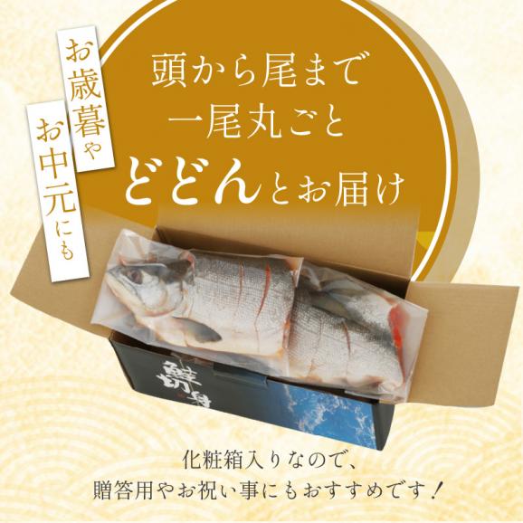 紅鮭 新巻姿切身【4分割 1.4kg】魚 鮭 さけ サケ 切り身 焼鮭 焼き魚 人気 ふるさと 海鮮 海鮮食品 魚介類 魚介 北海道 白糠町_T013-041406