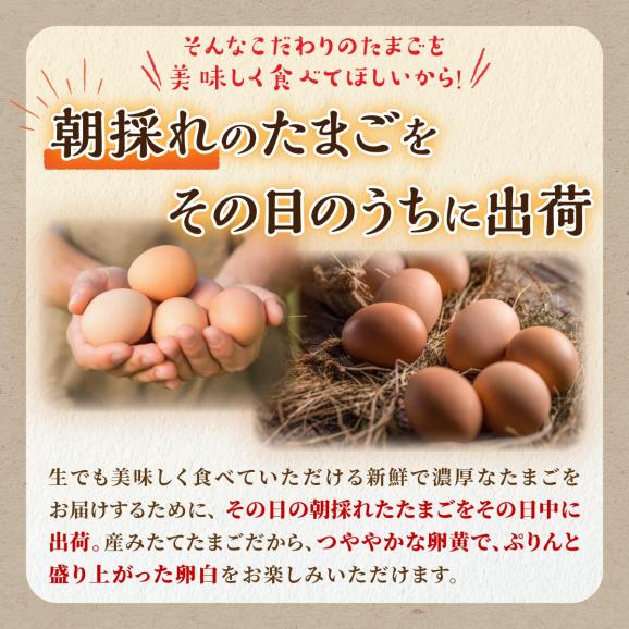 たかはしさんの新鮮卵30個_I010-053302