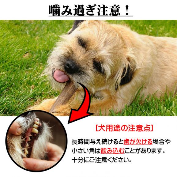 えぞ鹿カット角【約10cm×3本】※トリーツ_I012-043403