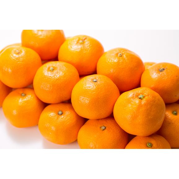 【ふるさと納税】V7047_有田みかん【Ｓ】秀品5kg 薄皮で甘い美味しいみかん（お届け日指定不可）04