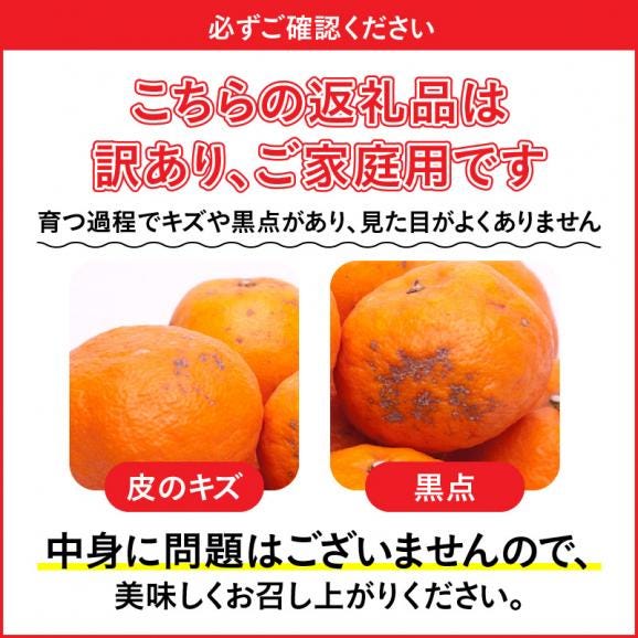 ZH7000_＜4月より発送＞家庭用 カラマンダリン5kg+150g（傷み補償分）（なつみ）（希少な春柑橘）（訳あり）05