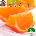 ZH7011_＜4月より発送＞厳選セミノールオレンジ5kg+150g（傷み補償分）（春みかん）（有田産）（光センサー食べ頃出荷）
