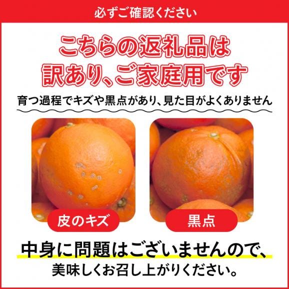 ZH7012_＜4月より発送＞家庭用 セミノールオレンジ4.5kg+135g（傷み補償分）（有田産）（訳あり）05
