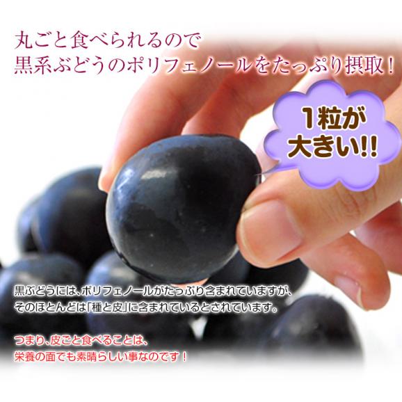 『ナガノパープル』 2房 合計約800g 長野県産 ぶどう 簡易箱 ※冷蔵 送料無料05