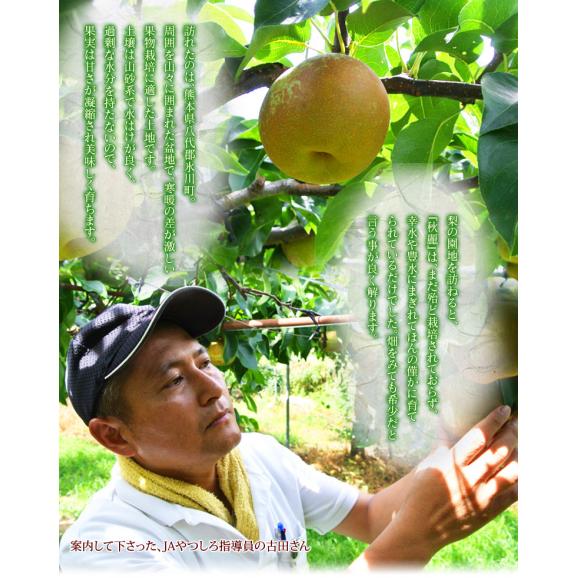 『秋麗（しゅうれい）梨』熊本県産 秀品 約1.8kg（5～7玉） ※冷蔵 送料無料03