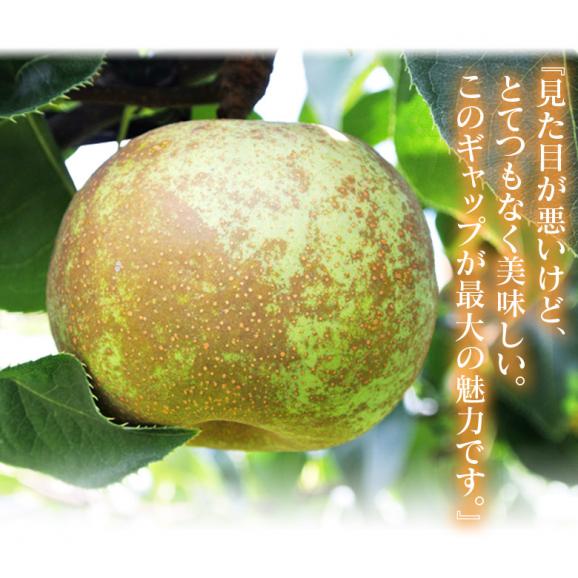 『秋麗（しゅうれい）梨』熊本県産 秀品 約1.8kg（5～7玉） ※冷蔵 送料無料04